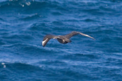 South Polar Skua South Polar Skua